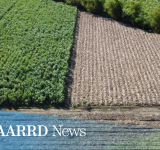 DOST-PCAARRD, PHILSURIN to develop high performing, resilient sugarcane varieties